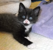 [picture of Peter, a Domestic Short Hair smoke/white\ cat] 