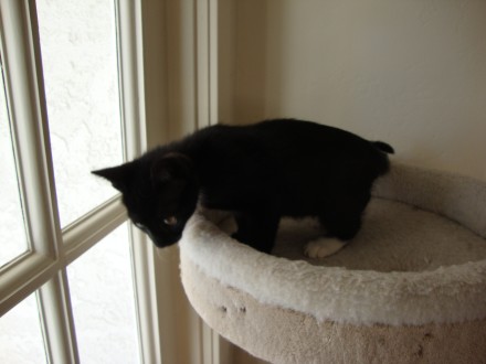 [picture of Wallymart, a Domestic Short Hair black/white\ cat] 