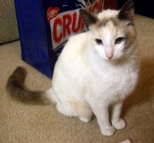 [another picture of Misa, a Siamese/Domestic Short Hair-x snowshoe\ cat] 