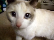 [picture of Misa, a Siamese/Domestic Short Hair-x snowshoe\ cat] 