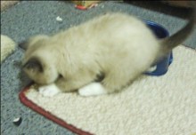 [another picture of Cookie Dough, a Snowshoe/Domestic Short Hair-x sealpoint\ cat] 