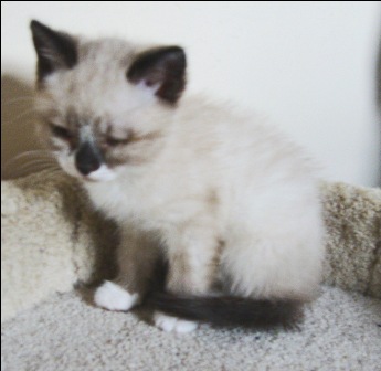 [picture of Cookie Dough, a Snowshoe/Domestic Short Hair-x sealpoint cat]