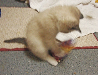 [picture of Cookie Dough, a Snowshoe/Domestic Short Hair-x sealpoint cat]