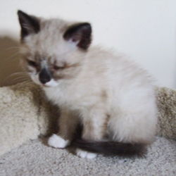[picture of Cookie Dough, a Snowshoe/Domestic Short Hair-x sealpoint cat]