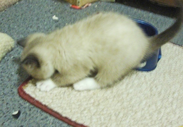 [picture of Cookie Dough, a Snowshoe/Domestic Short Hair-x sealpoint cat]