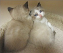 [another picture of Bailey, a Showshoe/Domestic Long Hair-x sealpoint\ cat] 