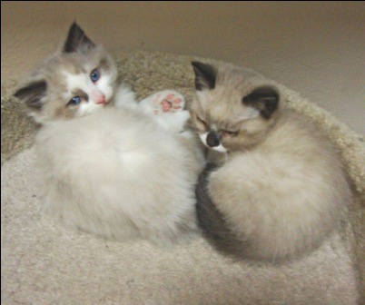 [picture of Bailey, a Showshoe/Domestic Long Hair-x sealpoint cat]