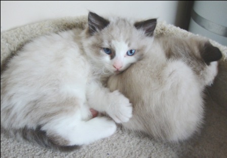 [picture of Bailey, a Showshoe/Domestic Long Hair-x sealpoint cat]