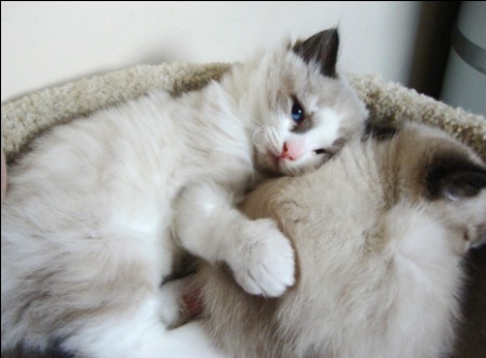 [picture of Bailey, a Showshoe/Domestic Long Hair-x sealpoint cat]