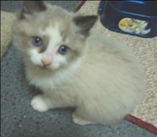 A picture of #AB00278: Bailey a Showshoe/Domestic Long Hair-x sealpoint