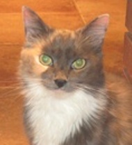 A picture of #AB00279: Lady K a Domestic Long Hair dilute tortoiseshell/white