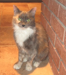 [another picture of Lady K, a Domestic Long Hair dilute tortoiseshell/white\ cat] 