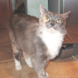 [picture of Lady K, a Domestic Long Hair dilute tortoiseshell/white cat]