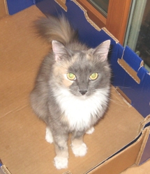 [picture of Lady K, a Domestic Long Hair dilute tortoiseshell/white cat]