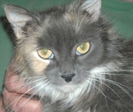 [picture of Lady K, a Domestic Long Hair dilute tortoiseshell/white cat]