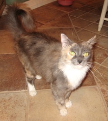 [picture of Lady K, a Domestic Long Hair dilute tortoiseshell/white\ cat] 