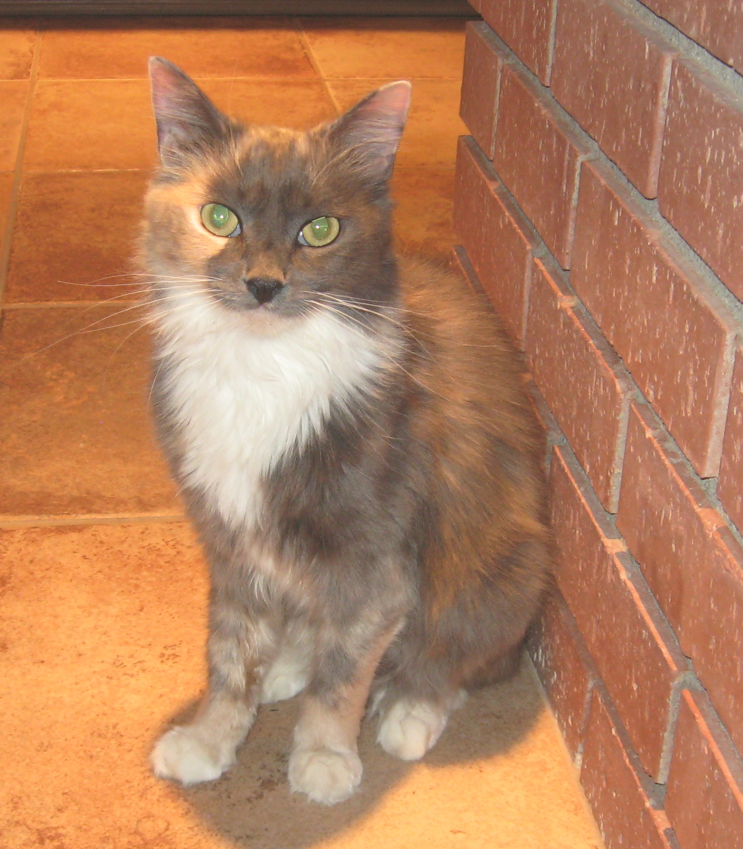 [another picture of Lady K, a Domestic Long Hair dilute tortoiseshell/white\ cat] 