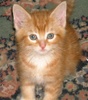A picture of #AB00280: Chester a Domestic Short Hair orange tabby/white