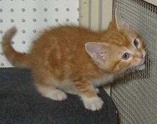 [another picture of Chester, a Domestic Short Hair orange tabby/white\ cat] 