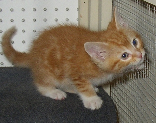[picture of Chester, a Domestic Short Hair orange tabby/white cat]
