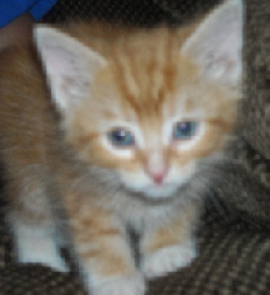 [picture of Chester, a Domestic Short Hair orange tabby/white cat]