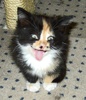 A picture of #AB00281: Khali a Domestic Short Hair calico