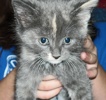 A picture of #AB00282: Corky a Domestic Short Hair dilute calico