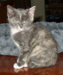[another picture of Corky, a Domestic Short Hair dilute calico\ cat] 