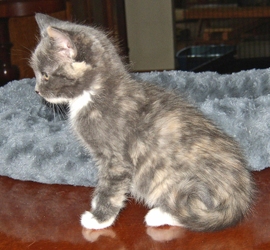 [picture of Corky, a Domestic Short Hair dilute calico cat]