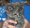 A picture of #AB00283: Kookaburra a Domestic Short Hair dilute tortoiseshell