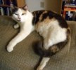 A picture of #AB00284: Mrs. Wiggle Bottom a Domestic Short Hair calico