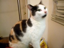 [another picture of Mrs. Wiggle Bottom, a Domestic Short Hair calico\ cat] 