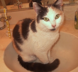 [picture of Mrs. Wiggle Bottom, a Domestic Short Hair calico cat]