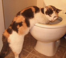 [picture of Mrs. Wiggle Bottom, a Domestic Short Hair calico cat]