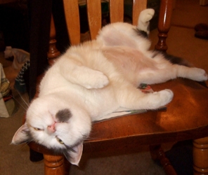[picture of Mrs. Wiggle Bottom, a Domestic Short Hair calico cat]
