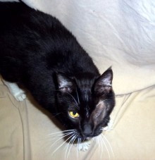[another picture of Enzo, a Domestic Short Hair black/white\ cat] 
