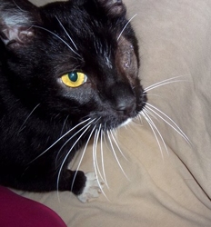 [picture of Enzo, a Domestic Short Hair black/white cat]