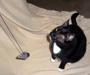 [picture of Enzo, a Domestic Short Hair black/white cat]