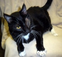 A picture of #AB00285: Enzo a Domestic Short Hair black/white