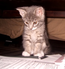 [another picture of Blender, a Domestic Short Hair gray tabby/white\ cat] 