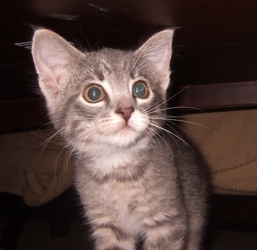 [picture of Blender, a Domestic Short Hair gray tabby/white cat]