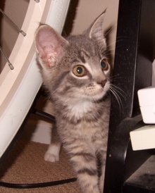 [picture of Blender, a Domestic Short Hair gray tabby/white\ cat] 