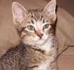 A picture of #AB00287: Scooper a Domestic Short Hair brown tabby/white