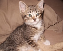 [another picture of Scooper, a Domestic Short Hair brown tabby/white\ cat] 
