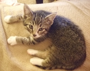 [picture of Scooper, a Domestic Short Hair brown tabby/white cat]
