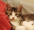 A picture of #AB00288: Fridge a Domestic Medium Hair dark tabby/white
