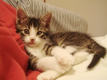[another picture of Fridge, a Domestic Medium Hair dark tabby/white\ cat] 