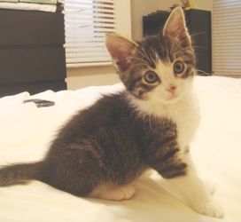 [picture of Fridge, a Domestic Medium Hair dark tabby/white cat]