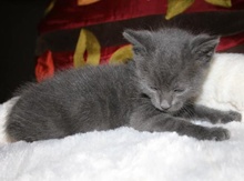 [another picture of Apollo, a Domestic Short Hair gray\ cat] 