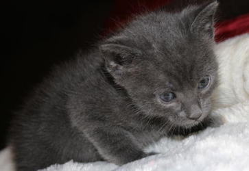 [picture of Apollo, a Domestic Short Hair gray cat]